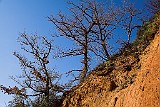 Bäume, Colorado Provencal, Rustrel, Provence, Frankreich